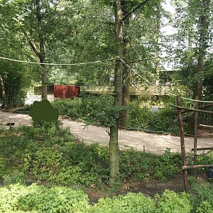 African forest walk-through area with Gabon talapoin and King colobus, 2024-08-18