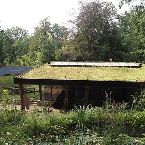 African forest walk-through area with Gabon talapoin and King colobus - Building, 2024-08-18