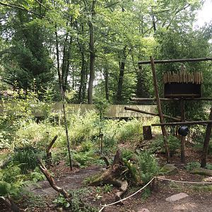 African forest walk-through area with Gabon talapoin and King colobus, 2024-08-18