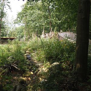 African forest walk-through area with Gabon talapoin and King colobus - Stream near visitor bridge, 2024-08-18