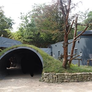 African forest walk-through area with Gabon talapoin and King colobus - Exit tunnel, 2024-08-18