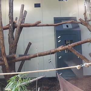 African spurred tortoise, Gabon talapoin and King colobus indoor housing, 2024-08-18