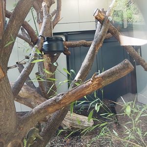 African spurred tortoise, Gabon talapoin and King colobus indoor housing, 2024-08-18