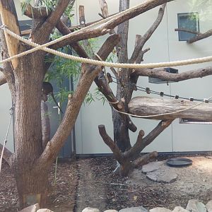 African spurred tortoise, Gabon talapoin and King colobus indoor housing, 2024-08-18