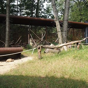 African forest walk-through area with Gabon talapoin and King colobus - African spurred tortoise area, 2024-08-18