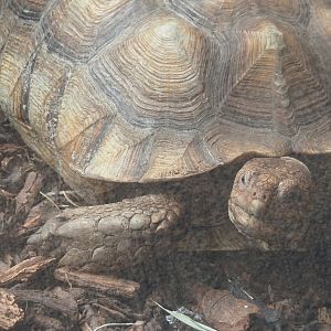 African spurred tortoise (Centrochelys sulcata), 2024-08-18