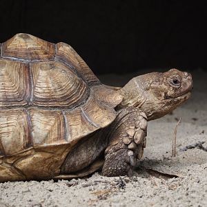 African spurred tortoise (Centrochelys sulcata), 2024-08-18