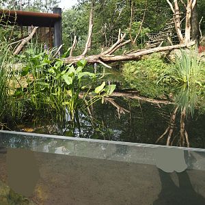 African forest walk-through area with Gabon talapoin and King colobus - Pond, 2024-08-18