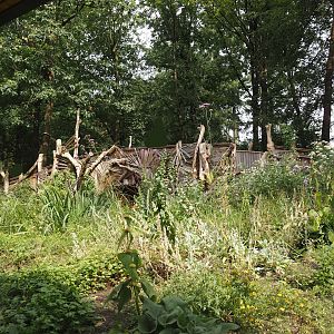 African forest walk-through area with Gabon talapoin and King colobus - View towards bridge, 2024-08-18