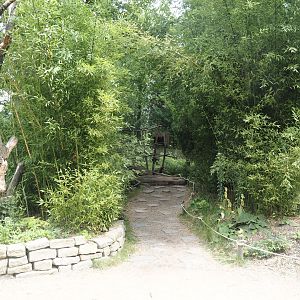 African forest walk-through area with Gabon talapoin and King colobus, 2024-08-18