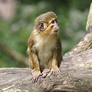 Gabon talapoin (Miopithecus ogouensis), 2024-08-18