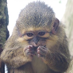 Gabon talapoin (Miopithecus ogouensis), 2024-08-18