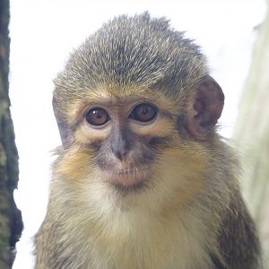 Gabon talapoin (Miopithecus ogouensis), 2024-08-18