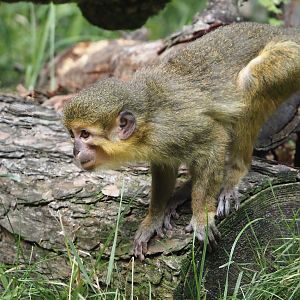 Gabon talapoin (Miopithecus ogouensis), 2024-08-18