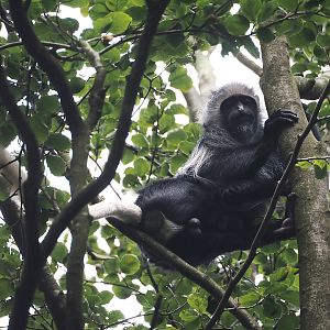 King Colobus (Colobus polykomos), 2024-08-18