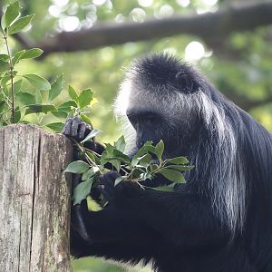 King Colobus (Colobus polykomos), 2024-08-18