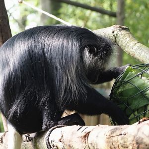 King Colobus (Colobus polykomos), 2024-08-18