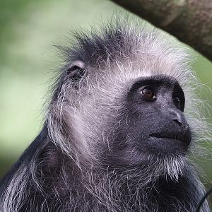 King Colobus (Colobus polykomos), 2024-08-18
