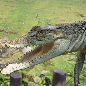 Juvenile Saltwater Crocodile (Crocodylus porosus) - Baobab Safari Resort