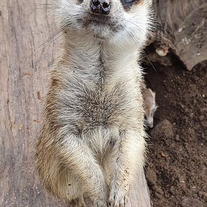Meerkat (Suricata suricatta) - Baobab Safari Resort