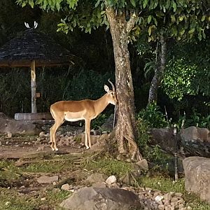 Impala (Aepyceros melampus) - Baobab Safari Resort