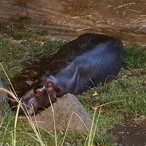 Common Hippopotamus (Hippopotamus amphibius) - Baobab Safari Resort