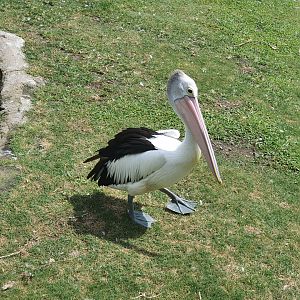 Australian Pelican (Pelecanus conspicillatus) - Baobab Safari Resort