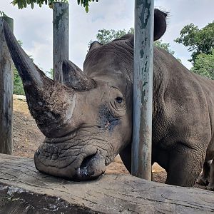 White Rhinoceros (Ceratotherium simum) - Baobab Safari Resort