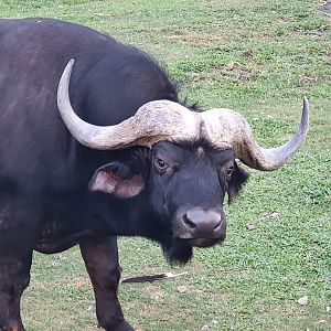 Cape Buffalo (Syncerus caffer) - Baobab Safari Resort
