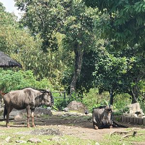 Blue Wildebeest (Connochaetes taurinus) - Baobab Safari Resort