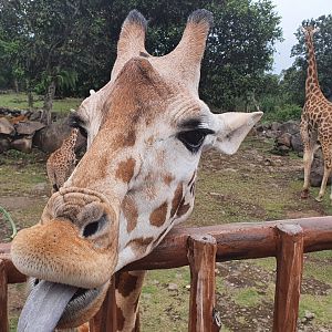 Reticulated Giraffe (Giraffa reticulata) - Baobab Safari Resort