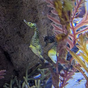 SeaLife Melbourne - Seahorse ID??