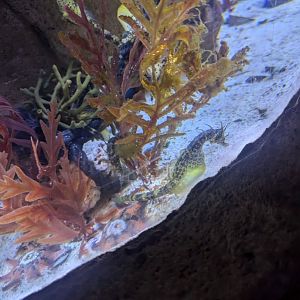 SeaLife Melbourne - Seahorse ID??