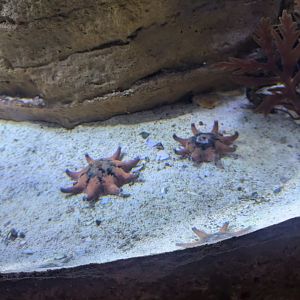 SeaLife Melbourne - Meridiastra calcar??