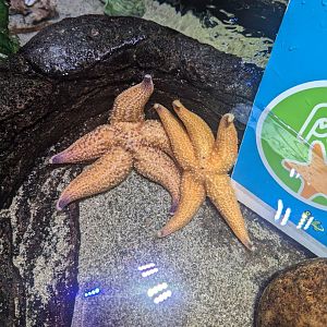 SeaLife Melbourne - Asterias amurensis??