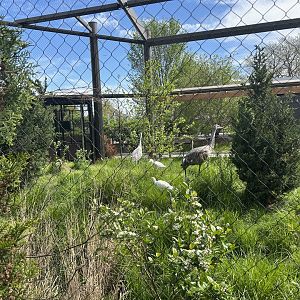 North American Prairie Aviary- Sandhill Crane, Cattle Egret, and Prairie Chicken
