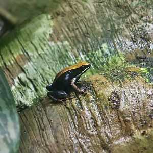 Brown Mantella (Mantella betsileo)