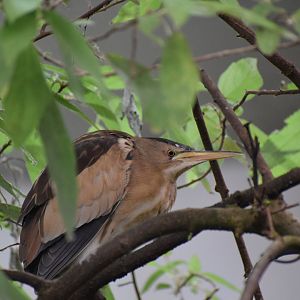 Little bittern