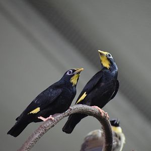 Golden-crested myna