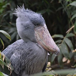 Shoebill