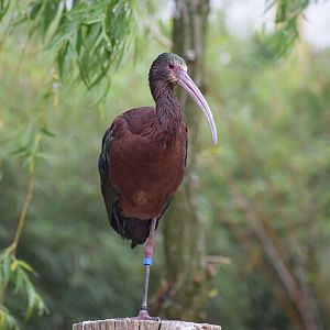 White-faced ibis