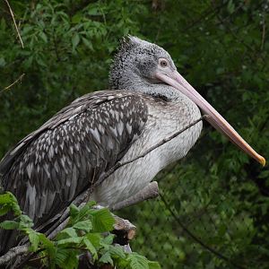 Spot-billed pelican
