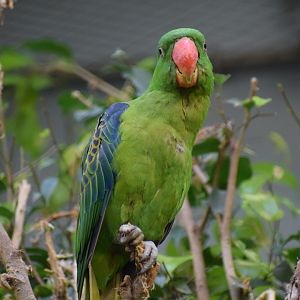 Blue-naped parrot