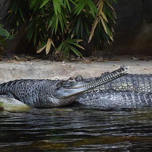 Gharial