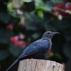 Red-winged starling