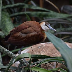 African jacana