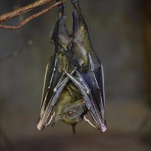 Straw-coloured fruit bat