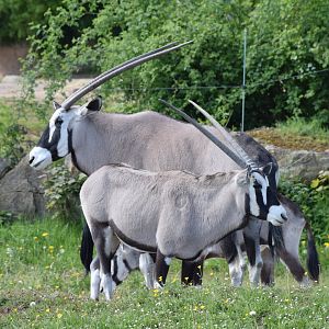 Gemsbok