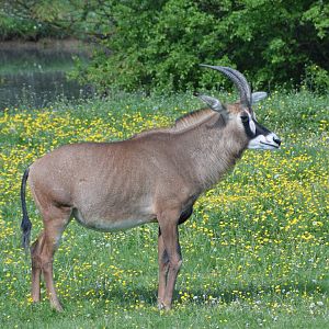 Roan antelope