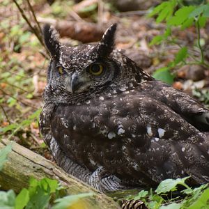 Spotted eagle-owl
